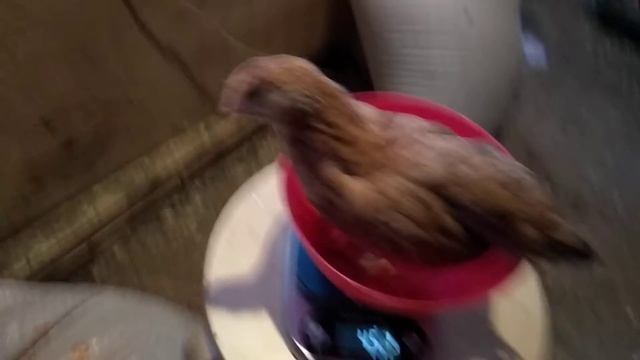 Бройлеры пять недель и царскосельские цыплята.