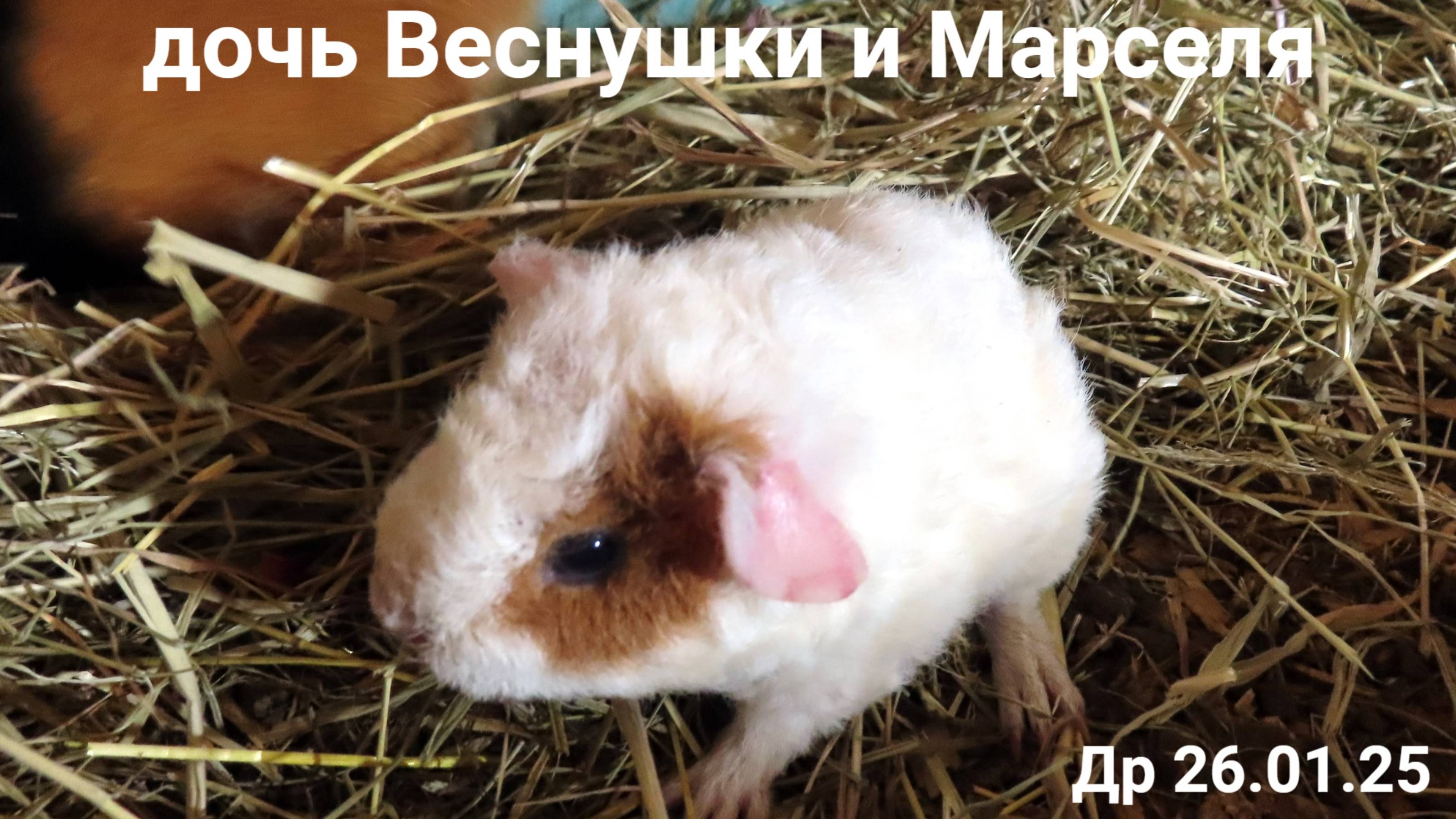 ОТКУДА - это ЧУДО ? ЖеневьЕВА Др 26.01.25 ДОЧЬ Веснушки и Марселя #морские_свинки #американскийтедди