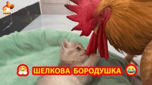 Котенок остался с Курицей и Петухом на время обеда мамы Кошки ❣️🤗🥰