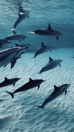 a flock of dolphins #shortsvideo #nature #land #shorts