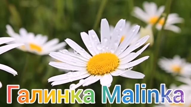 Ольга Уралочка live /Ужас творится за кадром /Обзор Влогов /Уралочка и Сафар / смотреть онлайн