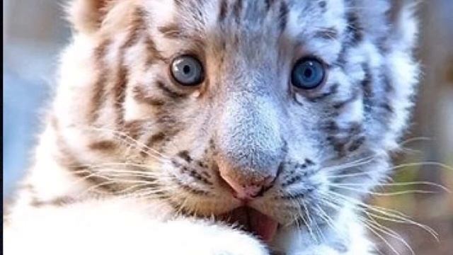 Смешная песенка смотреть онлайн