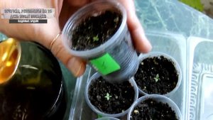 Эустома результаты на 25 день после посадки