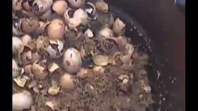 Americans abuse animals caught on tape in California! (The dog is still alive!) смотреть онлайн