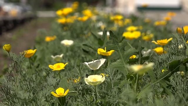 Пушкинский день России смотреть онлайн