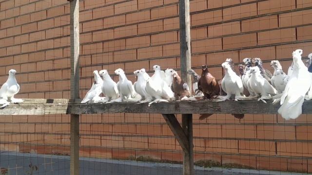 Голуби Идриса, двухчубые Узбекские голуби. смотреть онлайн