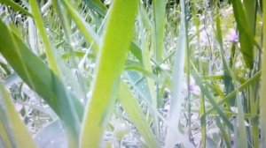 Рассказ о земноводных амфибиях 2017г.