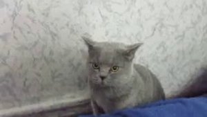 злой кот Сильвер 2013