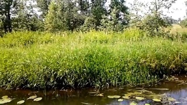 Туган ягым зиреклэре.Эльмира Сулейманова. смотреть онлайн