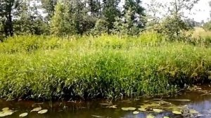 Туган ягым зиреклэре.Эльмира Сулейманова.