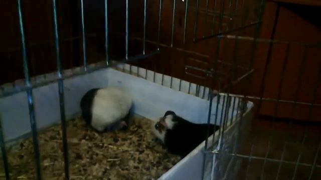 Морская свинка рожает Guinea pig gives birth смотреть онлайн