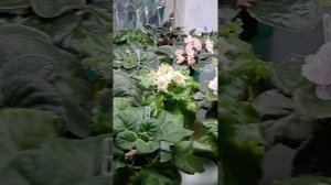 Мои фиалочки в декабре