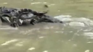 10 СУМАСШЕДШИХ БИТВ ЖИВОТНЫХ СНЯТЫХ НА КАМЕРУ   Лев,Буйвол,Крокодил,Слон,Медведь