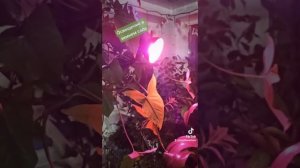 Освещение в зимнем саду