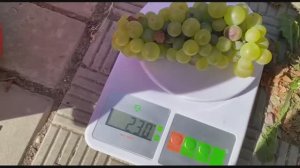 Виноград Буковинка