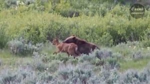 10 Самых Удивительных Нападений Медведя, Снятых На Камеру с рекламой