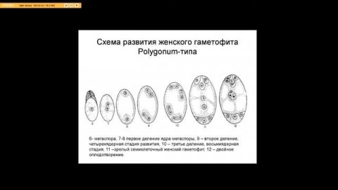 Мегаспорогенез и образование женского гаметофита