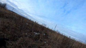 Охота на серую ворону с манком