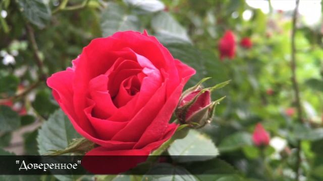 ДОВЕРЕННОЕ 201 серия русская озвучка / Emanet 201. Bölüm Fragmanı / Legacy Episode 201 Юсуф похищен смотреть онлайн