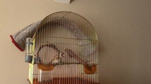 Пение щегла Константина🎶