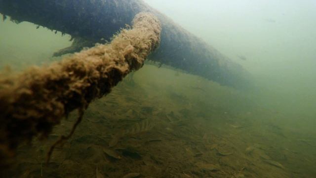 Безмолвный мир живой природы #aquarium #habitat смотреть онлайн