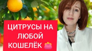 ЦИТРУСОВЫЕ АРОМАТЫ НА ЛЮБОЙ КОШЕЛЁК