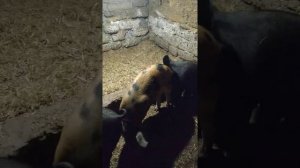 Маленький Бизнес на Свиньях Самое простое содержание Свиней!