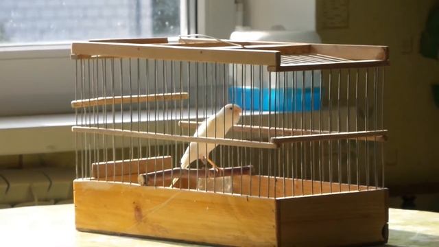 001Песня кенара. Птенец 6,5мес. смотреть онлайн