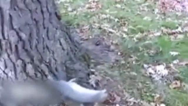 сова и белка смотреть онлайн