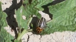 © Колорадский картофельный жук (Leptinotarsa decemlineata) // Colorado potato beetle
