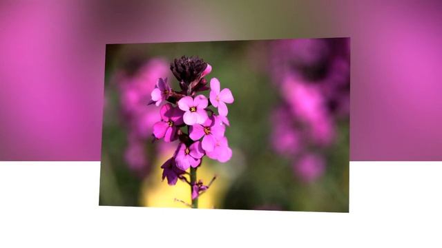 Природа весной смотреть онлайн