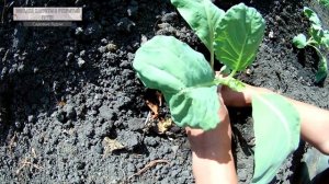 Посадка капусты в открытый грунт