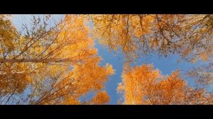Золотая осень под Оренбургом | Golden autumn I DJI OSMO