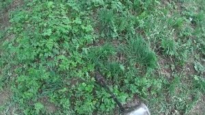 ЗДЕСЬ ВСЕГДА ПОЛНО МОНЕТ! КОПАЕМ БЕРЕГА БОГАТОЙ РЕКИ ... Кладоискатель Белый Копатель