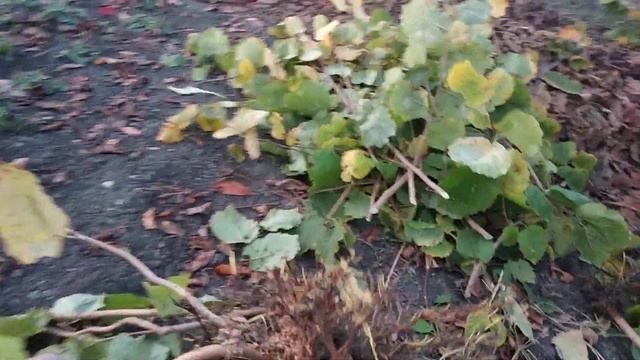 Вот и я начал копать свои саженцы фундука Трапезунд. смотреть онлайн