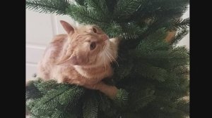 Кошка залезла на елку. Рыжая кошка