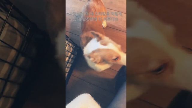 라비올리w/sun-dried tomatoes 시각장애인 친구엘렌을 위한 맨하탄첼시 출장요리,개만날때는 No stocking/별거없는브이로그 смотреть онлайн