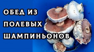 За 30 минут грибной охоты мы насобирали пол ведра вкусных шампиньонов на обед. Мужчина добытчик еды