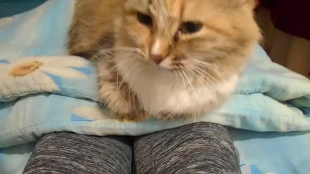 Ценить душевную свободу! Теорема о кошках Ромашке и Подушке:)