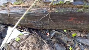 Аномально теплый январь 2025 г., 18 января растут грибы саркосцифы, опята зимние, вешенки.