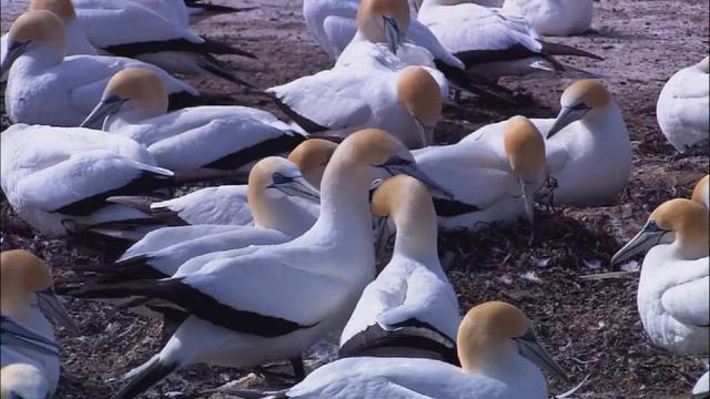 Живая природа I Как красивоо I c монтажом смотреть онлайн