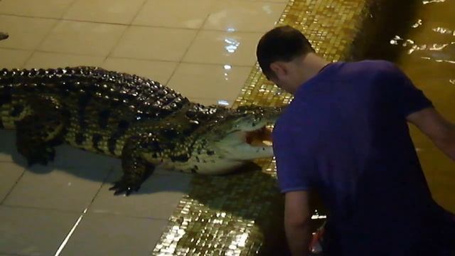 Крокодил захлопывает пасть смотреть онлайн