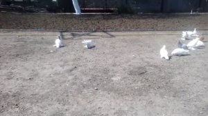УЗБЕКСКИЙ ДВУХЧУБЫЕ ГОЛУБИ КРАСОТА 🕊️🕊️🕊️