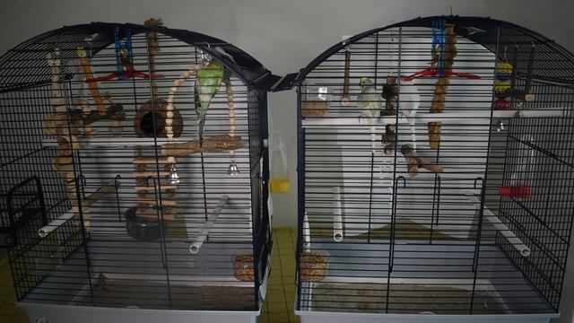 CANAL NOU?PERUSI NOI?Rick,Ayda,Rio,Ariana смотреть онлайн