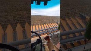 Окончание уборки подсолнечника. Акрос 530 + жатка  orange seed 7800.