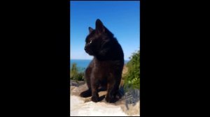 Живая природа. Кот Котя нашел хозяйку