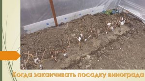 Когда заканчивать посадку саженцев винограда. Январь