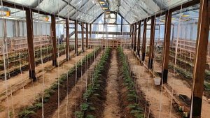 Обзор нашей зимней теплицы на 23 февраля 2024 г