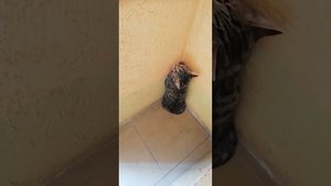 Кот в углу