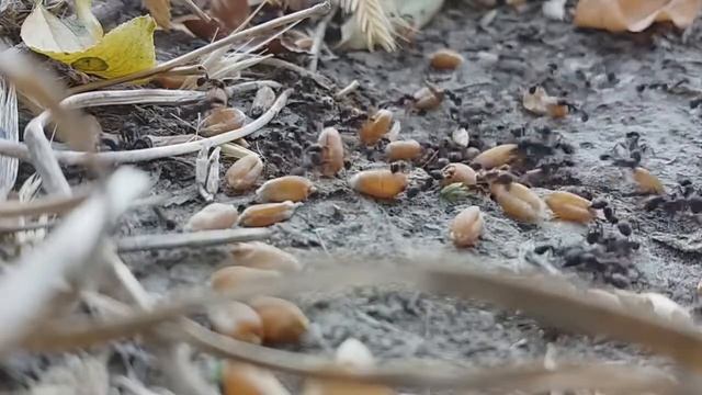 Колония муравьев собирает еду 🐜 смотреть онлайн